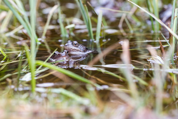 Frösche im Teich