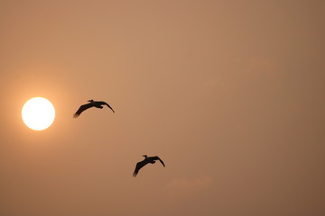 birds in the sunset