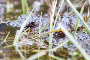 Froschlaichen im Teich