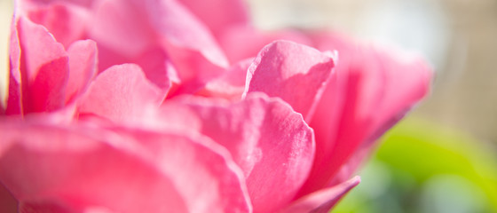 Banni&egrave;re p&eacute;tales de fleur rose de rosier en macro