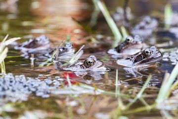 Frösche im Teich