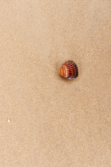Fototapeta na wymiar shells in the sand at the beach