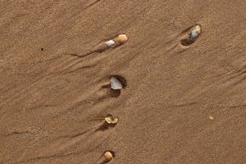 shells in the sand at the beach