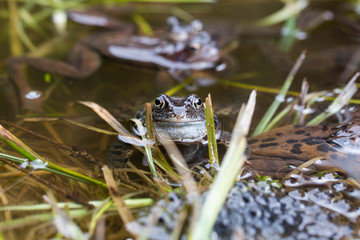 Frösche im Teich
