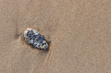 Fototapeta na wymiar shells in the sand at the beach