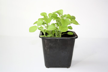Flower seedlings in a black plastic pot. Seedlings of petunias. Plastic pot with a young sprout of petuniin against a light background.

