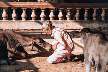 beautiful young blonde teen girl in pink clothes stroking a cow and calf on a dairy farm.