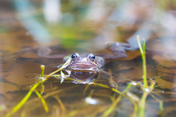 Frosch im Teich