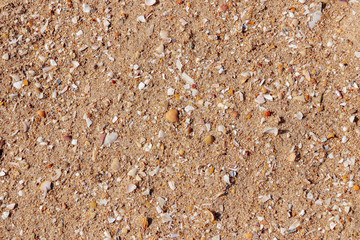 shells in the sand at the beach