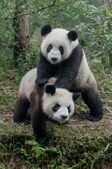 Fototapeta premium Cute giant panda bear twins