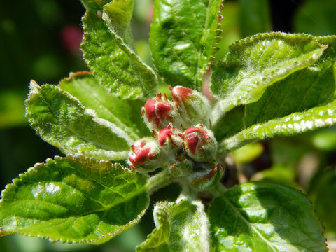 Macro close-up photograph of the unopened blossom buds of a domestic apple tree (Malus domestica) in Spring, with shallow depth of field