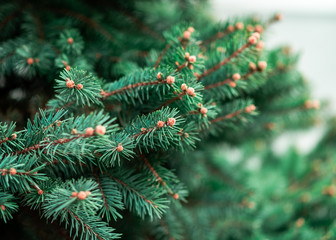 coniferous tree branches