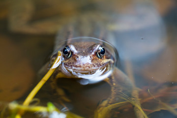 Froschaugen