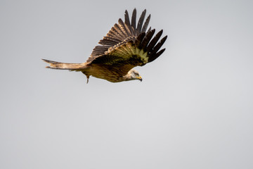 Red Kite (Milvus milvus) flying in mid-Wales