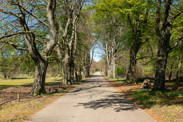 Fototapeta na wymiar Road in Dutch forest