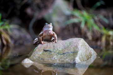 Frosch auf dem Fels