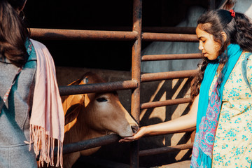 a beautiful young teenage girl with black curly hair feeds a calf on an eco-friendly dairy farm.