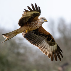 Red Kite (Milvus milvus) flying in mid-Wales
