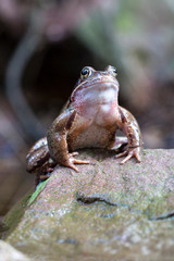 Frosch auf dem Fels
