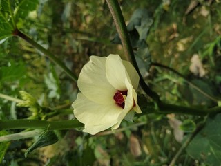 Ladyfinger plant with leaf and flower bacground.