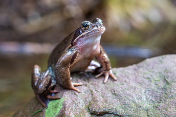 Frosch auf dem Fels