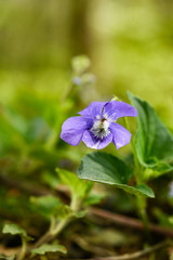 Blue viola flower in the forest