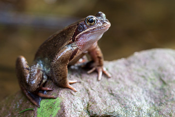 Frosch auf dem Fels
