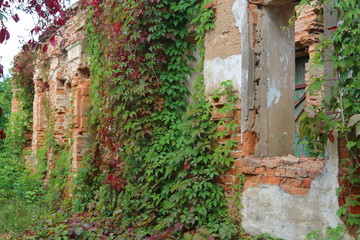 Fototapeta na wymiar green bushes on an abandoned castle