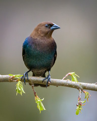 Male cowbird on a hawthorn branch in early spring