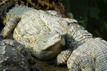 Crocodiles du Nil les uns sur les autres