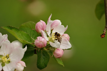 Fruit tree in bloom