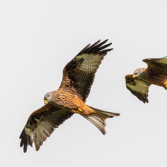Red Kite (Milvus milvus) flying in mid-Wales