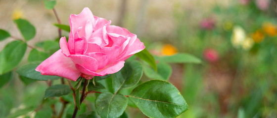 Bannière grosse fleur rose de rosier en macro avec espace pour texte à droite