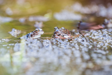 Froschlaichen im Teich