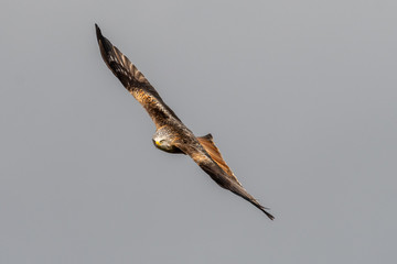 Red Kite (Milvus milvus) flying in mid-Wales
