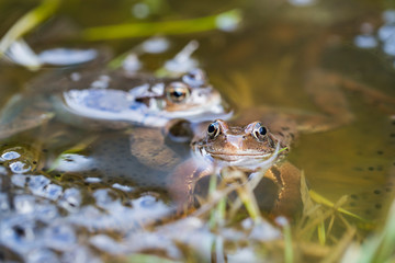 Frösche im Teich