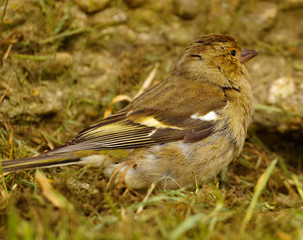 Little bird in the garden