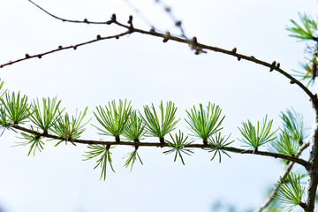 Springtime in the forest larch tree