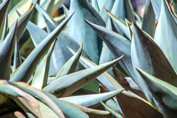 close up of agave plant