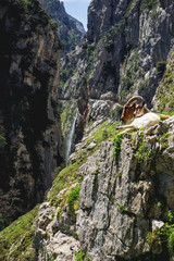 Nice mountain road with cliffs, feeling of freedom and stunning views. Surrounded by animals, goats and rocks.