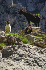 Nice mountain road with cliffs, feeling of freedom and stunning views. Surrounded by animals, goats and rocks.