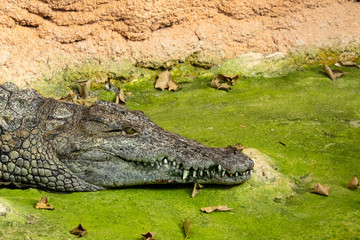 Crocodile du Nil