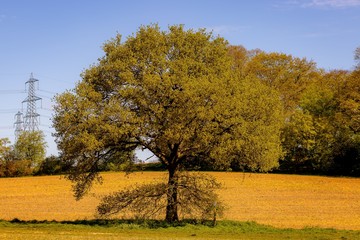 lonely tree