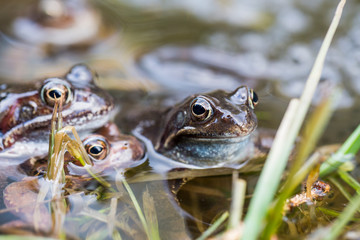 Frösche im Teich