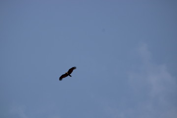 eagle in flight