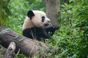 Cute giant panda bear eating bamboo