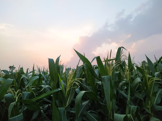 corn field at sunset
