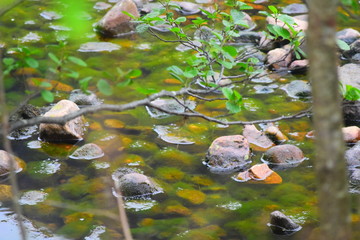 leaves in the water