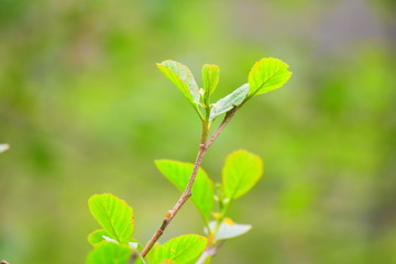 spring green leaves