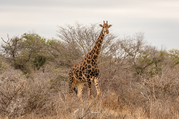 Giraffe in the Wild